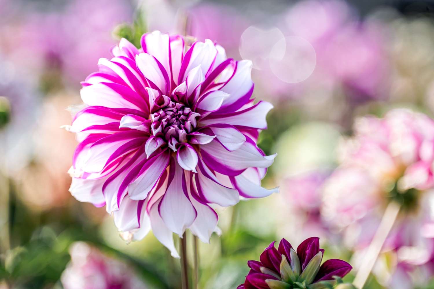 Dahlie 'Radegast'